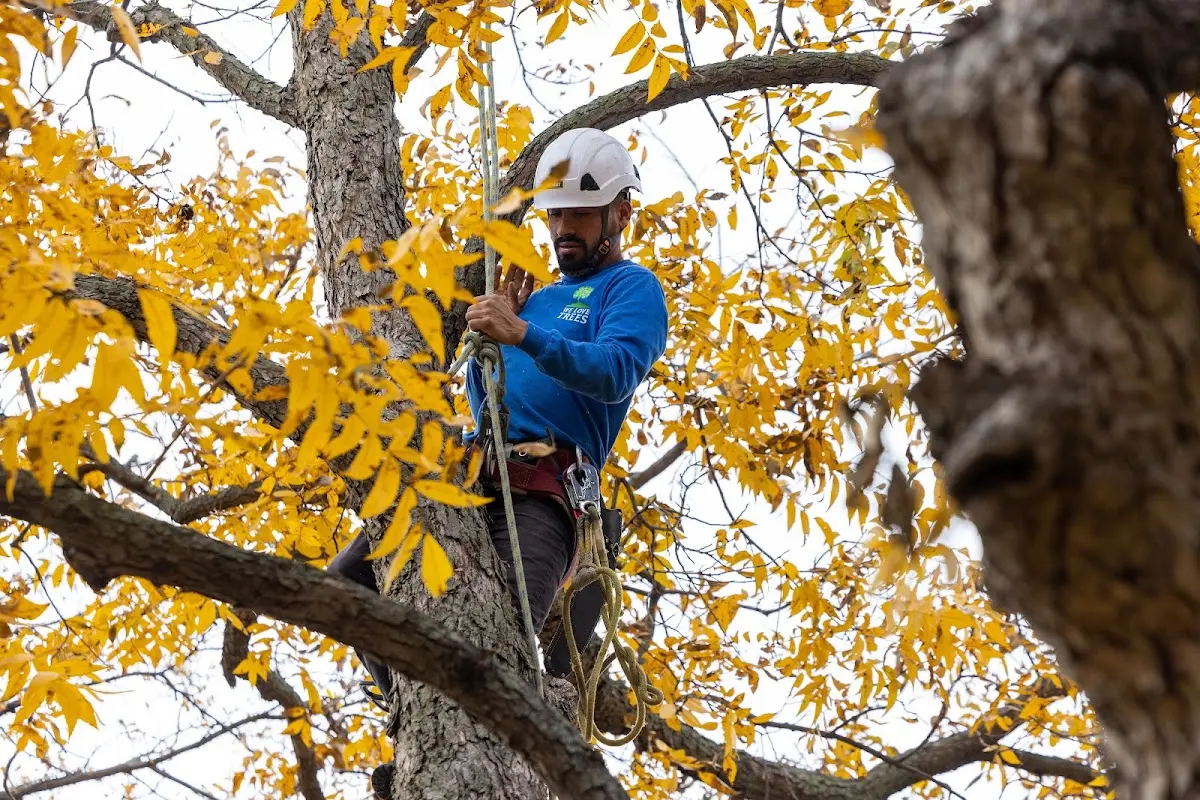 Skilled Tree Pruning crew working in Stratford